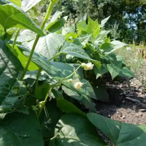 Phaseolus vulgaris