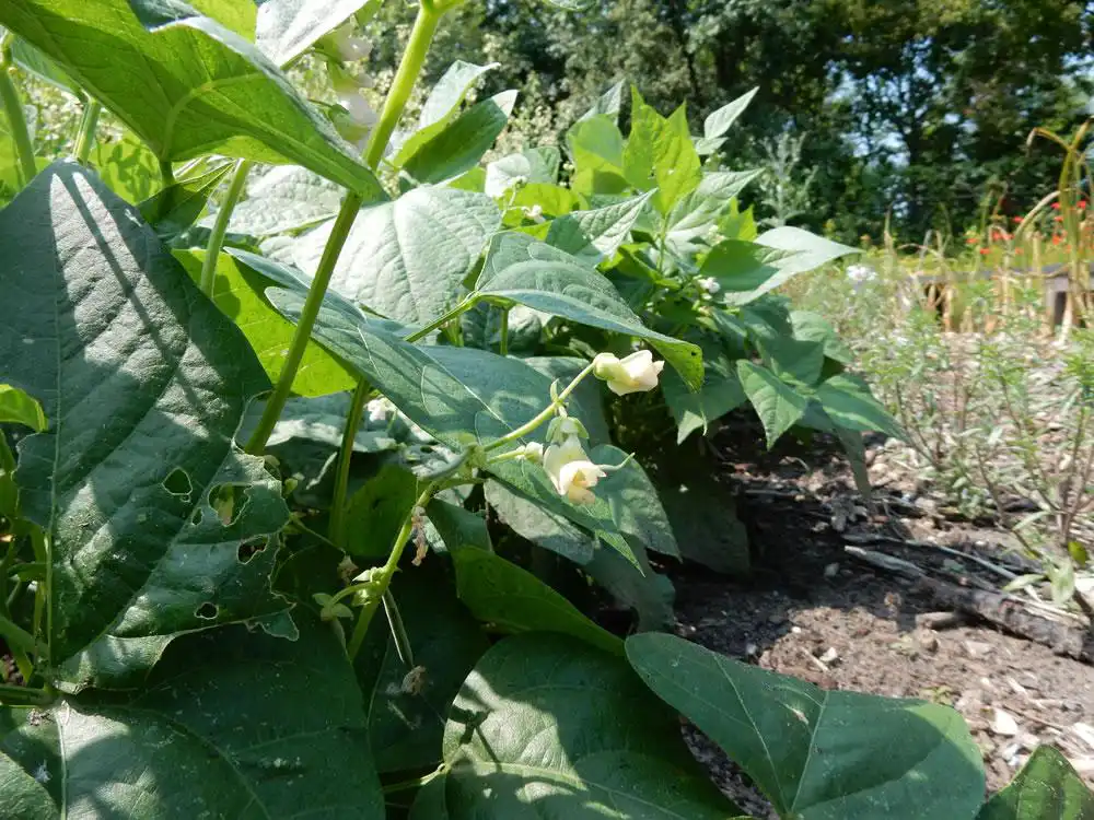 Phaseolus vulgaris