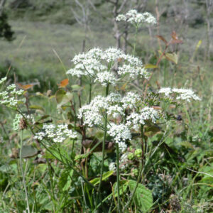 Pimpinella saxifraga | kleine bevernel