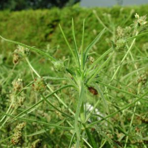 Plantago indica | zandweegbree