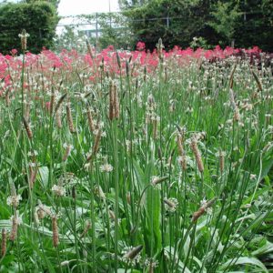 Plantago lanceolata