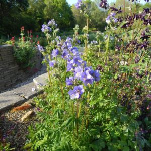 Polemonium caerulea | Jacobsladder