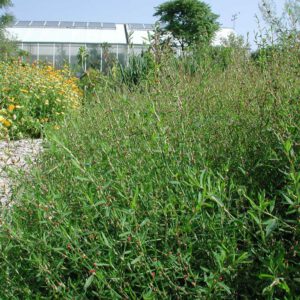 Polygonum aviculare | gewoon varkensgras