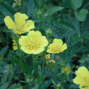 Potentilla recta subsp. obscura | rechte ganzerik