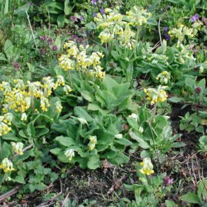 Primula veris | gulden sleutelbloem