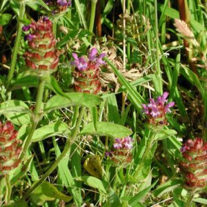 Prunella vulgaris | gewone brunel