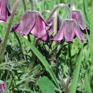 Pulsatilla pratensis | knikkend wildemanskruid