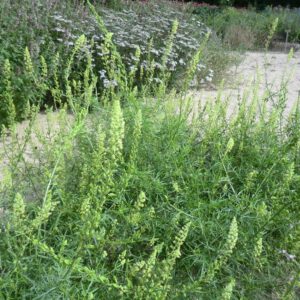 Reseda lutea | wilde reseda