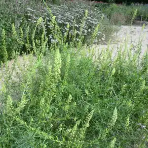 Reseda lutea