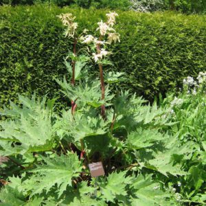 Rheum palmatum | Chinese rabarber