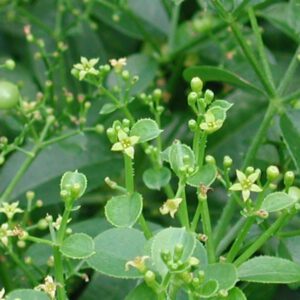 Rubia tinctorum | meekrap