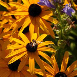 Rudbeckia deamii