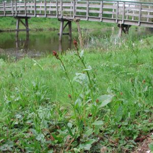 Rumex acetosa | veldzuring