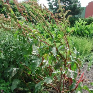 Rumex patientia | spinaziezuring