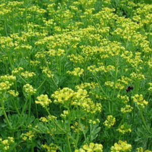 Ruta graveolens | wijnruit