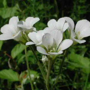 Saxifragagranulatabloemdet2002