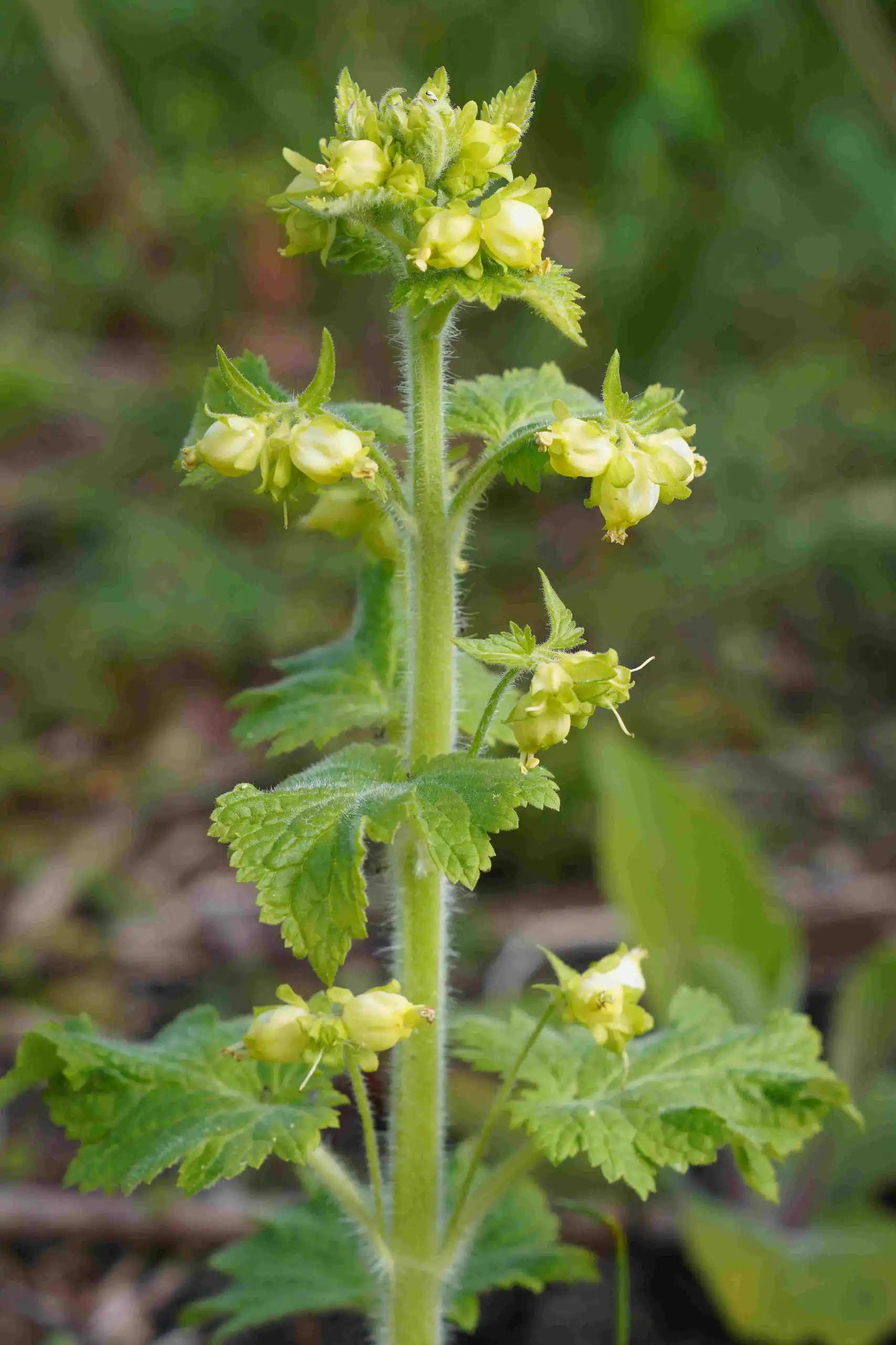 Scrophularia vernalis jpg klein formaat