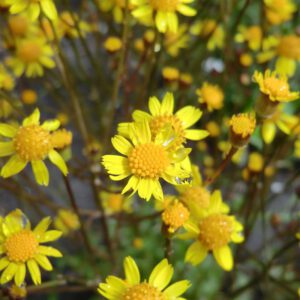 Packera aurea | gulden kruiskruid