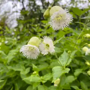 Silene multifida