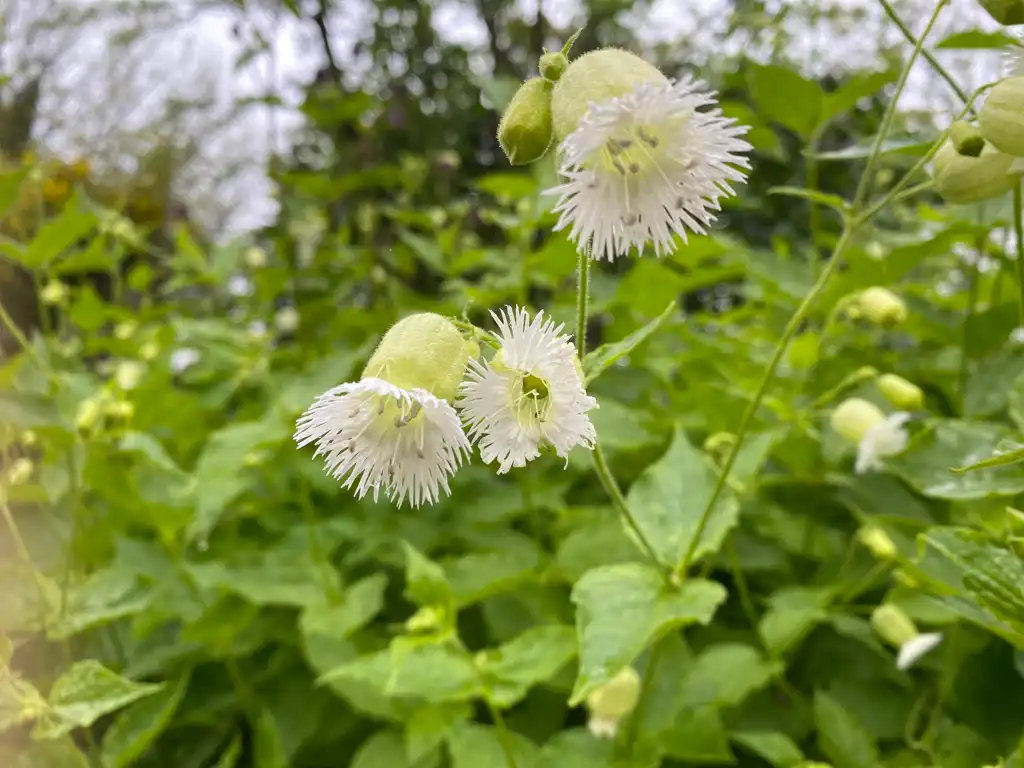 Silene multifida