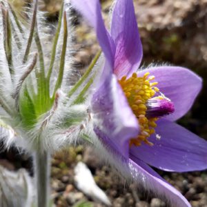 Pulsatilla vulgaris