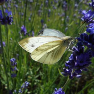 Lavendula angustifolia