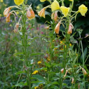 oenothera biennis