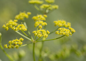 Pastinaca sativa | pastinaak