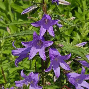 Campanula trachelium