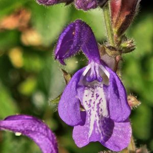 Salvia forskaohlii