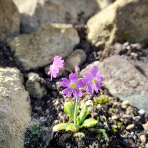 Primula farinosa | meelsleutelbloem