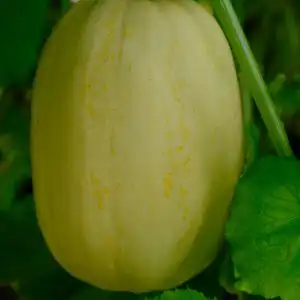 Cucurbita pepo