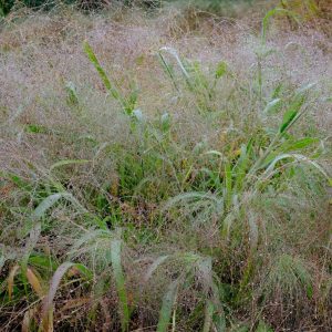 Panicum capillare | draadgierst