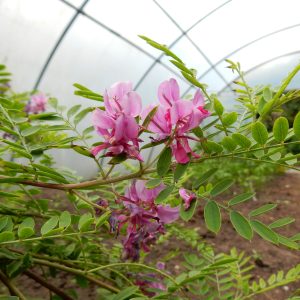 Indigofera tinctoria