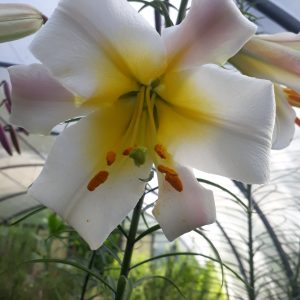 Lilium candidum | madonnalelie