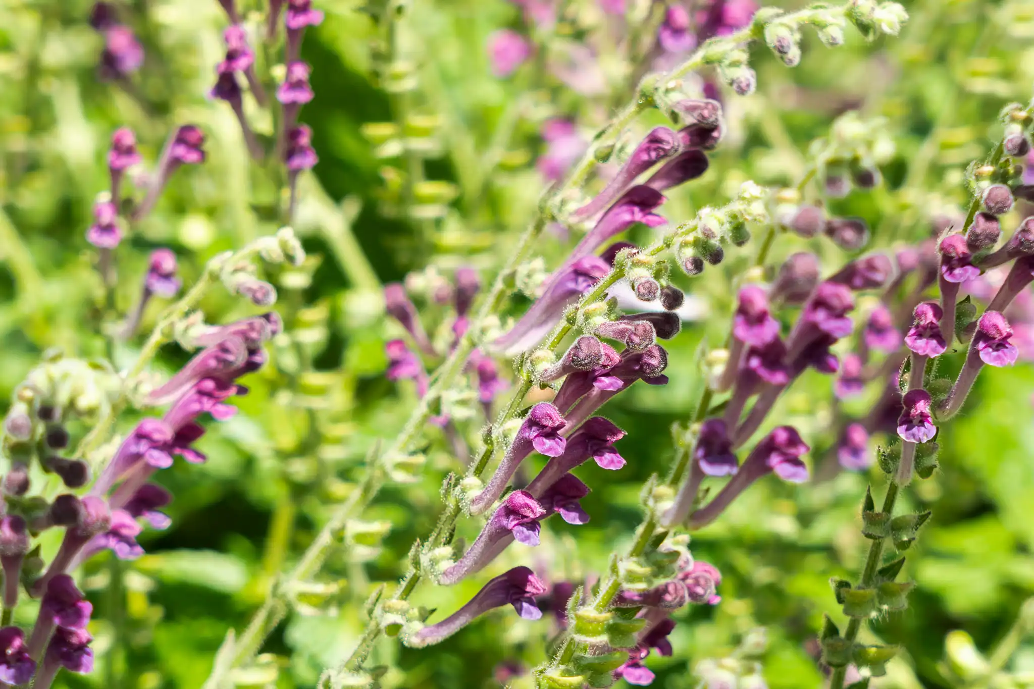 Scutellaria columnae