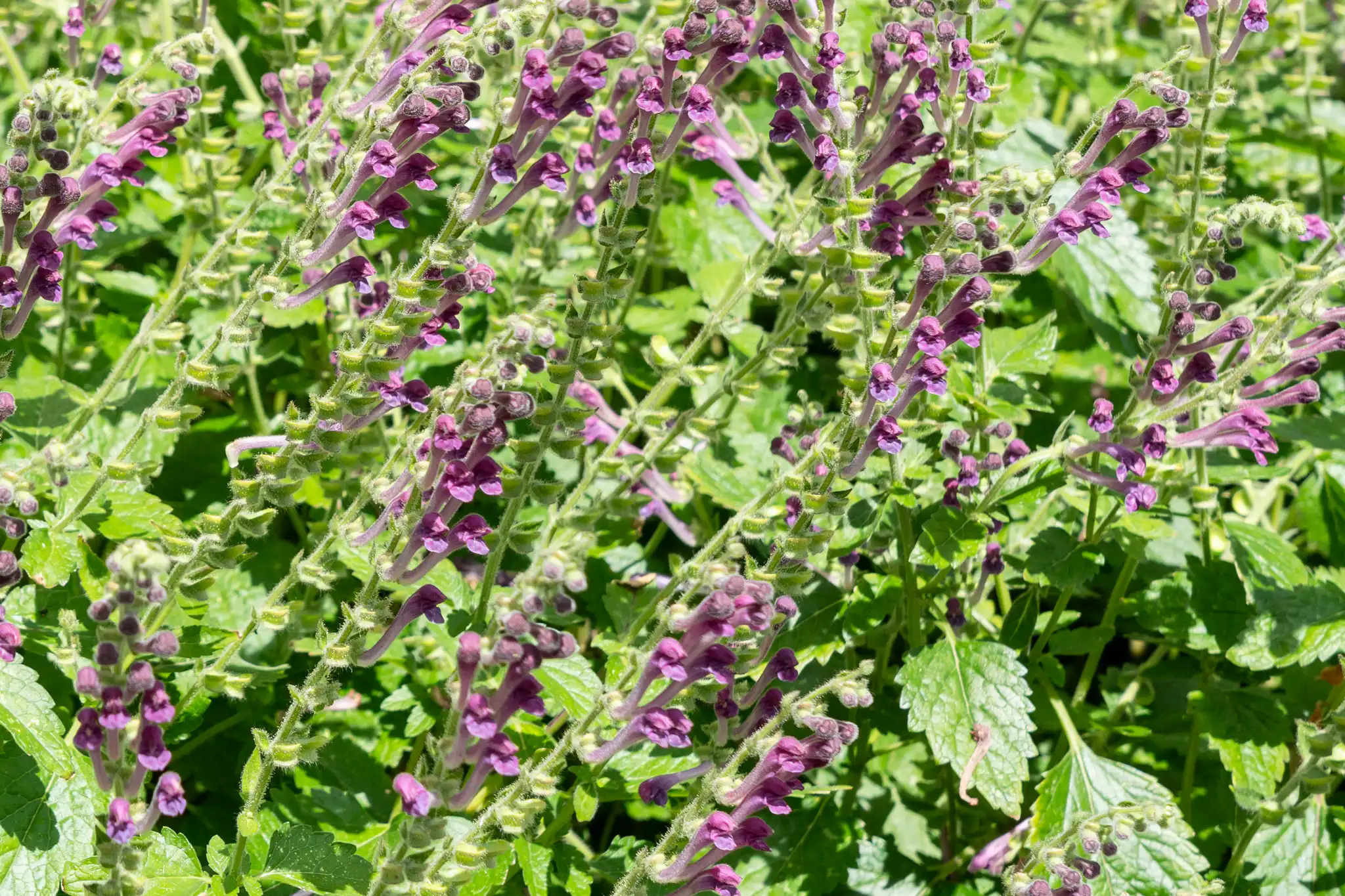 Scutellaria columnae
