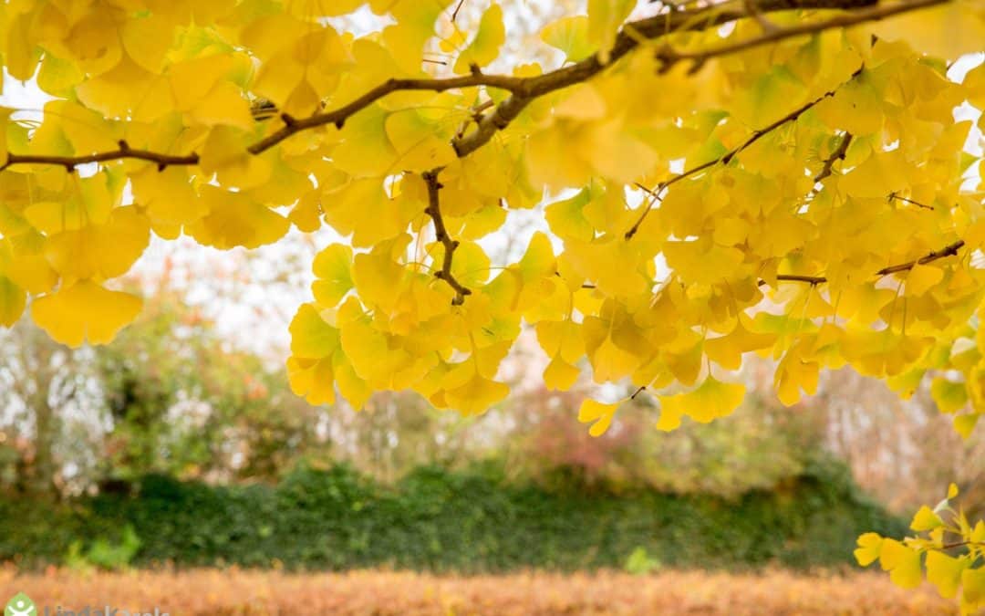 Basiscursus Fotografie – Herfst in de Hortus 