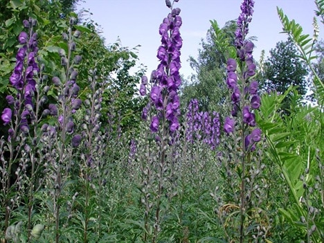 Blauwe-monnikskap-alchemistentuin.