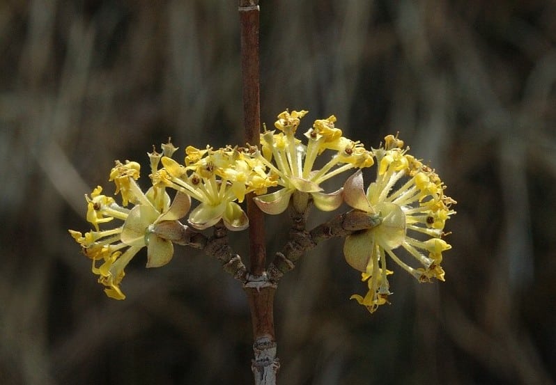 Gele kornoelje, Cornus mas, Saxifraga-Marijke Verhagen