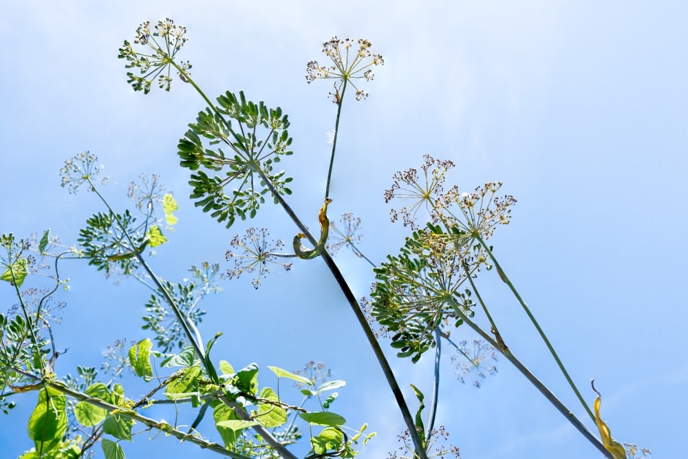 Venkelplant uit biologische zaden in de tuin van Hortus Alkmaar
