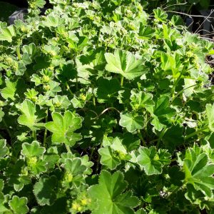 Alchemilla filicaulis