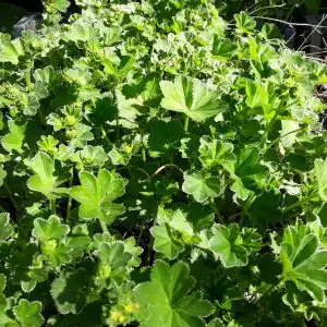 Alchemilla filicaulis