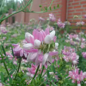 Coronilla varia