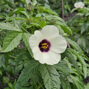 Hibiscus cannabinus