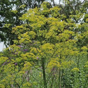 Opopanax chironium