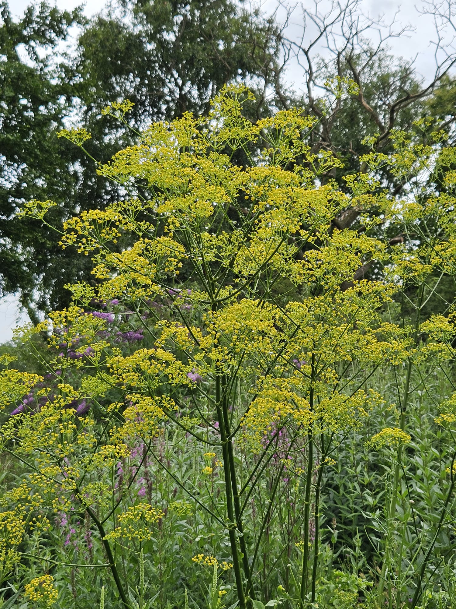Opopanax chironium
