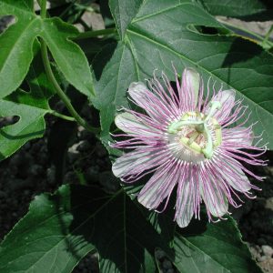 Passiflora incarnata