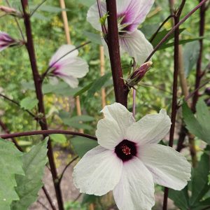 Hibiscus sabdariffa
