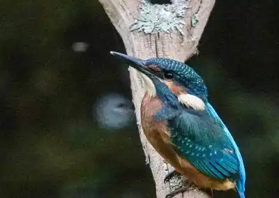 20260716 1 ijsvogel Tinie Goudsblom